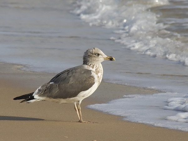 Etelänharmaalokki, Yellow-legged Gull, Larus michahellis